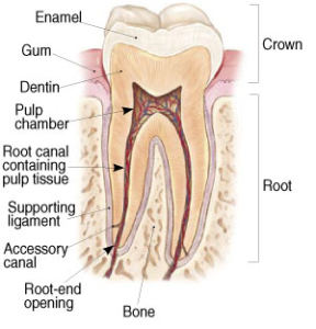 root 1